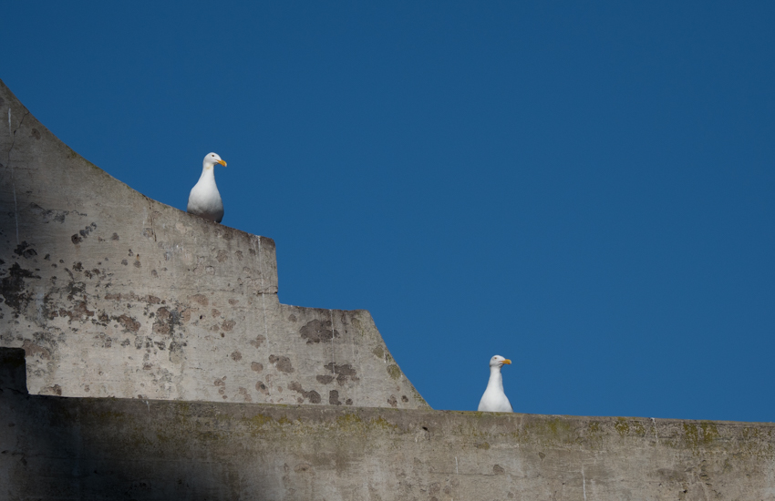 alcatraz seagulls