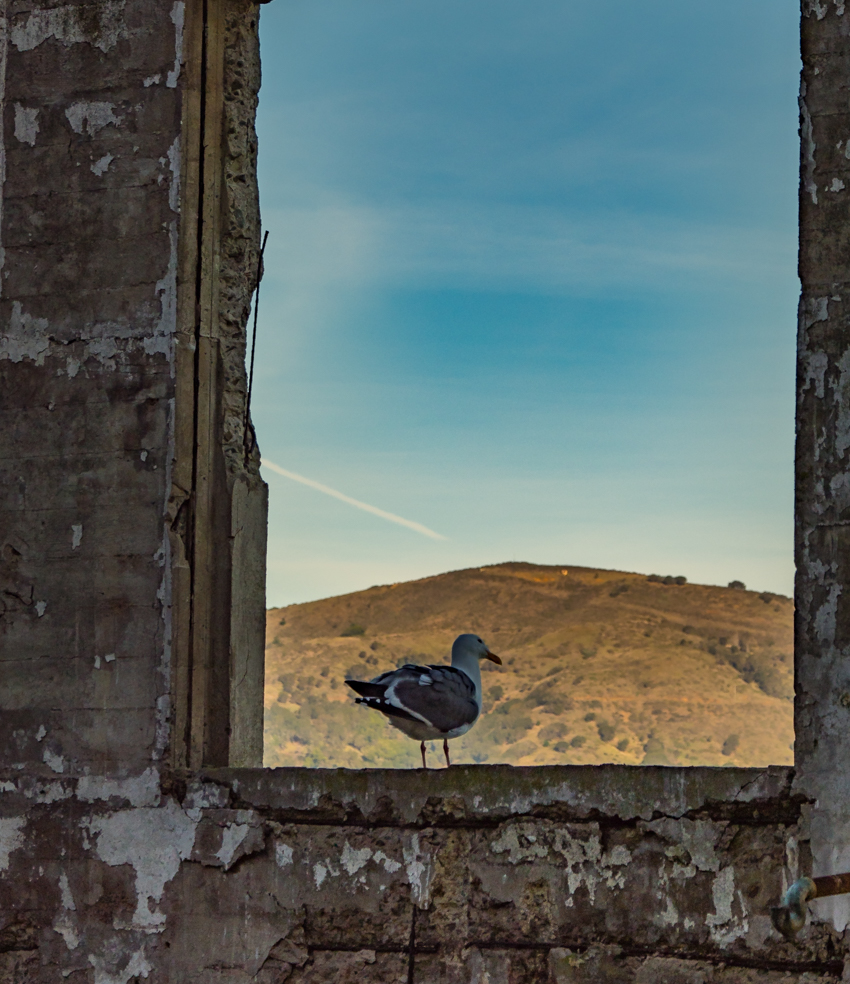 alcatraz seagull, alcatraz window