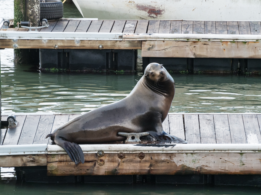 seal at the pier fisherman's wharf san francisco