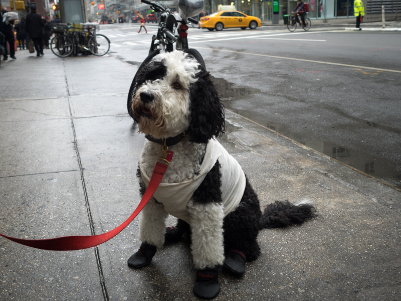 black and white dog new york city