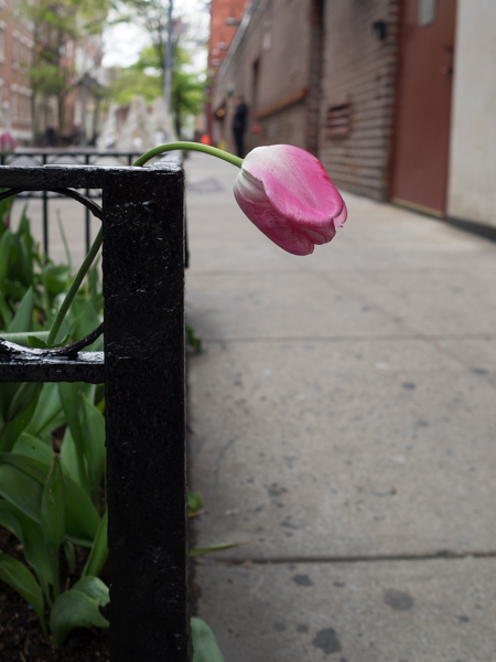 tulip Greenwich Village