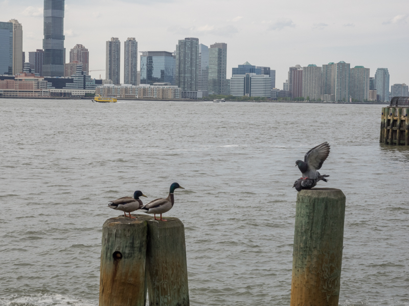 Hudson River ducks doves