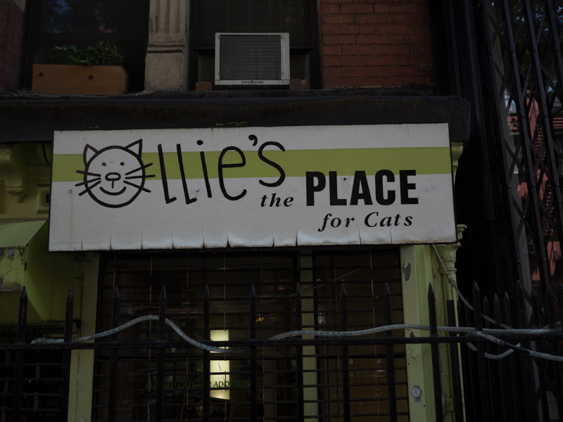 ellie's the place for cats, east village, Megan Crandlemire Photography
