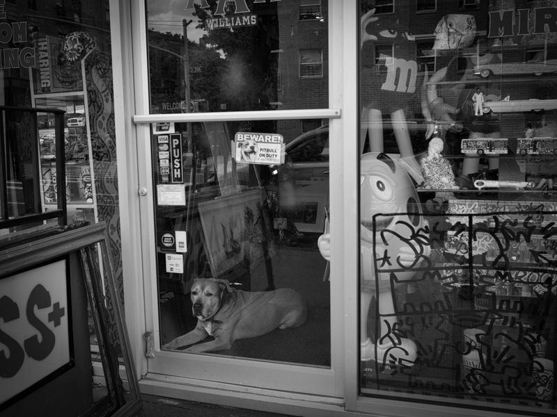 east village beware of dog, he will kiss you, Megan Crandlemire Photography